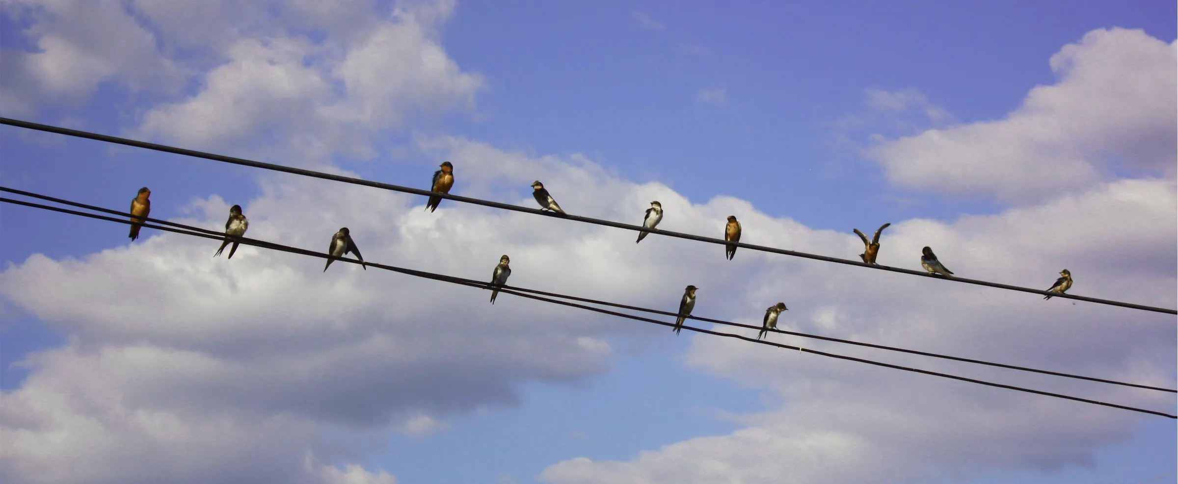 Swallows on the wires